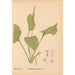 Reproduction of the painting Medicinal Plants Pl077 - Charles Frederick Millspaugh
