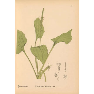 Reproduction of the painting Medicinal Plants Pl077 - Charles Frederick Millspaugh