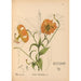 Medicinal plants Pl078 - Charles Frederick Millspaugh — artwork view