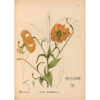 Medicinal plants Pl078 - Charles Frederick Millspaugh — artwork view