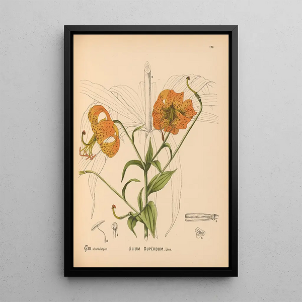 Medicinal plants Pl078 - Charles Frederick Millspaugh — framed artwork on a wall