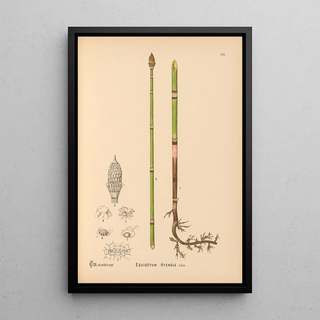 Reproduction of the painting Medicinal Plants Painting Pl079 - Charles Frederick Millspaugh