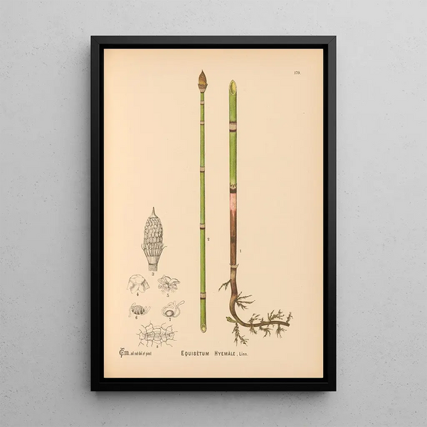 Reproduction of the painting Medicinal Plants Painting Pl079 - Charles Frederick Millspaugh