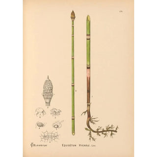 Reproduction of the painting Medicinal Plants Painting Pl079 - Charles Frederick Millspaugh