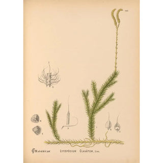 Medicinal plants Pl080 - Charles Frederick Millspaugh — artwork view