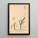 Medicinal plants Pl080 - Charles Frederick Millspaugh — framed artwork on a wall