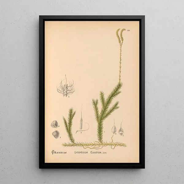 Medicinal plants Pl080 - Charles Frederick Millspaugh — framed artwork on a wall