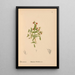 Reproduction of the painting Medicinal plants Pl081 - Charles Frederick Millspaugh