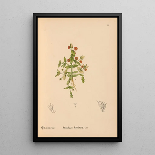 Reproduction of the painting Medicinal plants Pl081 - Charles Frederick Millspaugh