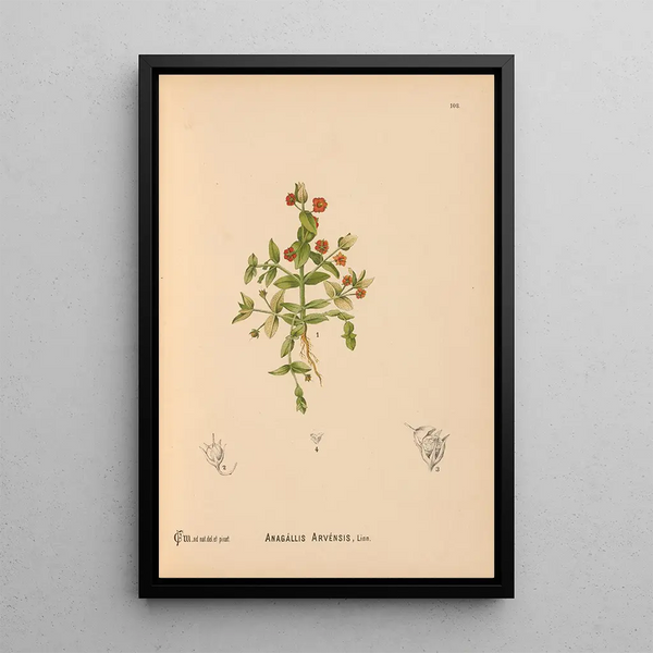 Reproduction of the painting Medicinal plants Pl081 - Charles Frederick Millspaugh
