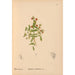 Reproduction of the painting Medicinal plants Pl081 - Charles Frederick Millspaugh