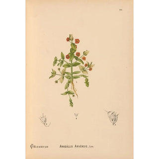 Reproduction of the painting Medicinal plants Pl081 - Charles Frederick Millspaugh