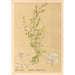 Medicinal Plants Pl082 - Charles Frederick Millspaugh — artwork view