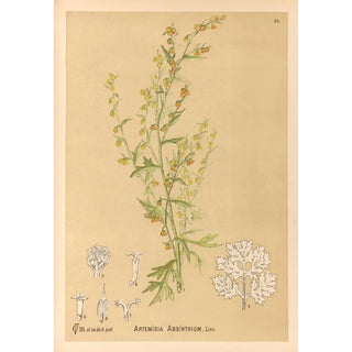 Medicinal Plants Pl082 - Charles Frederick Millspaugh — artwork view