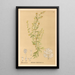 Medicinal Plants Pl082 - Charles Frederick Millspaugh — framed artwork on a wall