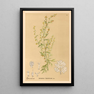 Medicinal Plants Pl082 - Charles Frederick Millspaugh — framed artwork on a wall