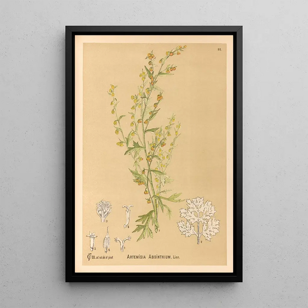 Medicinal Plants Pl082 - Charles Frederick Millspaugh — framed artwork on a wall