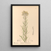 Reproduction of the painting Medicinal Plants Pl083 - Charles Frederick Millspaugh