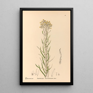 Reproduction of the painting Medicinal Plants Pl083 - Charles Frederick Millspaugh