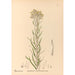 Reproduction of the painting Medicinal Plants Pl083 - Charles Frederick Millspaugh