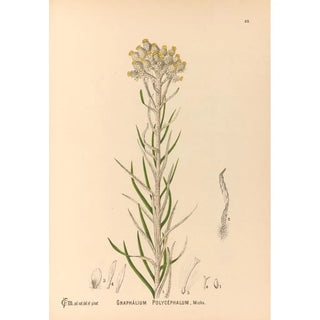 Reproduction of the painting Medicinal Plants Pl083 - Charles Frederick Millspaugh