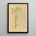 Reproduction of the painting Medicinal Plants Painting Pl084 - Charles Frederick Millspaugh