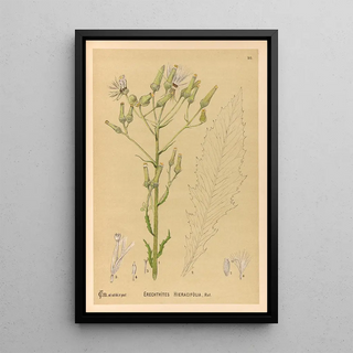Reproduction of the painting Medicinal Plants Painting Pl084 - Charles Frederick Millspaugh
