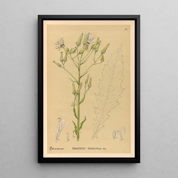 Reproduction of the painting Medicinal Plants Painting Pl084 - Charles Frederick Millspaugh