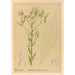 Reproduction of the painting Medicinal Plants Painting Pl084 - Charles Frederick Millspaugh
