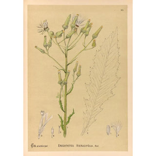 Reproduction of the painting Medicinal Plants Painting Pl084 - Charles Frederick Millspaugh