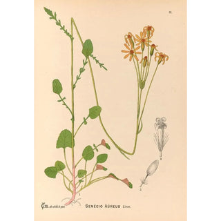 Medicinal plants Pl085 - Charles Frederick Millspaugh — artwork view