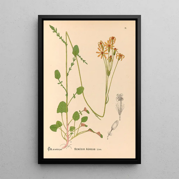 Medicinal plants Pl085 - Charles Frederick Millspaugh — framed artwork on a wall