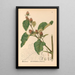 Reproduction of the painting Medicinal Plants Pl086 - Charles Frederick Millspaugh
