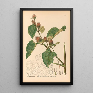 Reproduction of the painting Medicinal Plants Pl086 - Charles Frederick Millspaugh