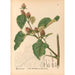 Reproduction of the painting Medicinal Plants Pl086 - Charles Frederick Millspaugh