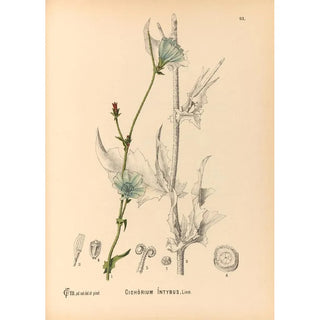 Medicinal Plants Pl087 - Charles Frederick Millspaugh — artwork view