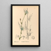 Medicinal Plants Pl087 - Charles Frederick Millspaugh — framed artwork on a wall