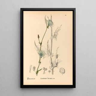 Medicinal Plants Pl087 - Charles Frederick Millspaugh — framed artwork on a wall