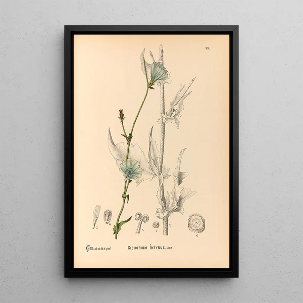 Medicinal Plants Pl087 - Charles Frederick Millspaugh — framed artwork on a wall