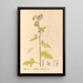 Reproduction of the painting Medicinal Plants Pl088 - Charles Frederick Millspaugh