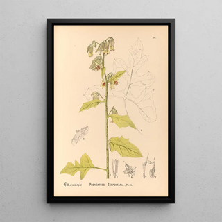 Reproduction of the painting Medicinal Plants Pl088 - Charles Frederick Millspaugh