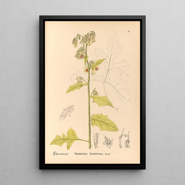 Reproduction of the painting Medicinal Plants Pl088 - Charles Frederick Millspaugh