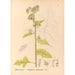 Reproduction of the painting Medicinal Plants Pl088 - Charles Frederick Millspaugh