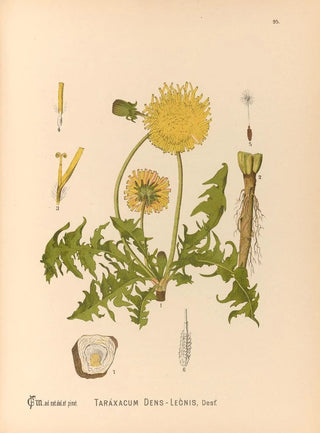 Medicinal Plants Painting Pl. 089 - Charles Frederick Millspaugh — artwork view