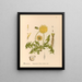 Medicinal Plants Painting Pl. 089 - Charles Frederick Millspaugh — framed artwork on a wall