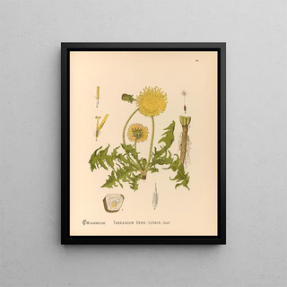 Medicinal Plants Painting Pl. 089 - Charles Frederick Millspaugh — framed artwork on a wall