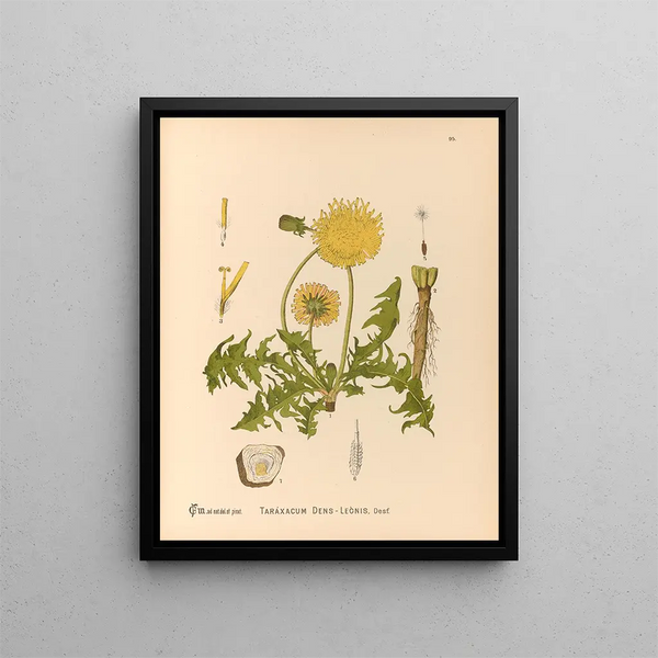 Medicinal Plants Painting Pl. 089 - Charles Frederick Millspaugh — framed artwork on a wall