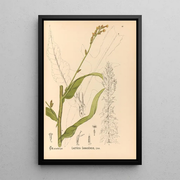 Reproduction of the painting Medicinal Plants Pl090 - Charles Frederick Millspaugh