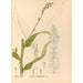 Reproduction of the painting Medicinal Plants Pl090 - Charles Frederick Millspaugh
