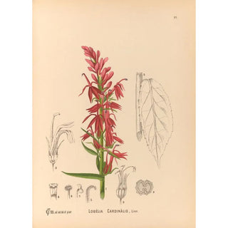 Medicinal Plants Pl091 - Charles Frederick Millspaugh — artwork view